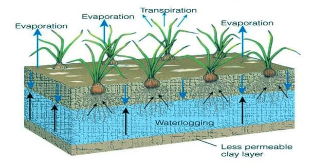 How Sodic Soil impacts on Soil Health
